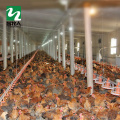 Cheap Price Customized automatic broilers drinking and feeding system